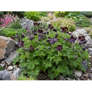 Pakost hnedočervený (Geranium phaeum) ´RAVEN´ - kont. P11